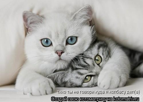 тихо ты не говори куда я колбасу дел(а)... Котоматрица: тихо ты не говори куда я колбасу дел(а)