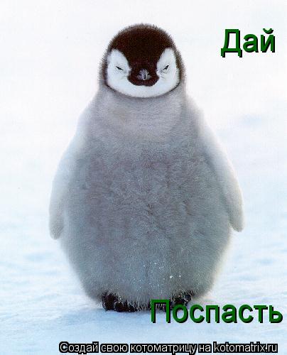 Поспасть Дай... Котоматрица: Поспасть Дай