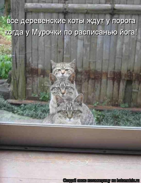 Котоматрица: все деревенские коты ждут у порога когда у Мурочки по расписанью йога!