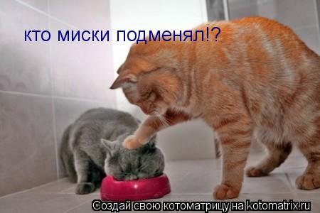 кто миски подменял!?... Котоматрица: кто миски подменял!?