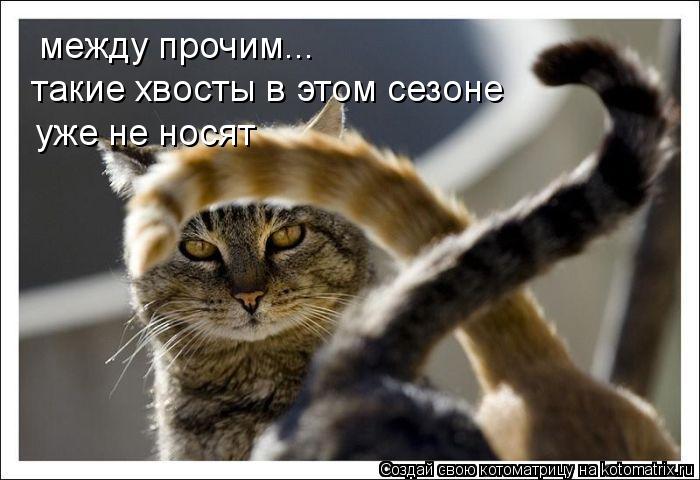 между прочим... такие хвосты в этом сезоне уже не носят... Котоматрица: между прочим... такие хвосты в этом сезоне уже не носят