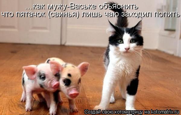 ...как мужу-Ваське объяснить что пятачок (свинья) лишь чаю заходил попить... Котоматрица: ...как мужу-Ваське объяснить что пятачок (свинья) лишь чаю заходил попить