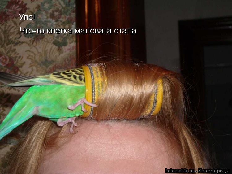 Упс! Что-то клетка маловата стала... Котоматрица: Упс! Что-то клетка маловата стала