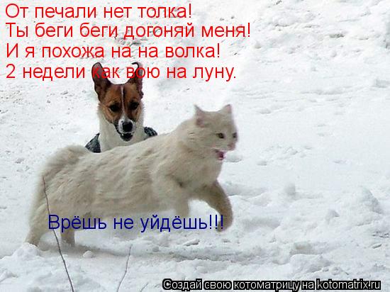 От печали нет толка! Ты беги беги догоняй меня! И я похожа на на волка! 2 недели как вою на луну. Врё... Котоматрица: От печали нет толка! Ты беги беги догоняй меня! И я похожа на на волка! 2 недели как вою на луну. Врёшь не уйдёшь!!!
