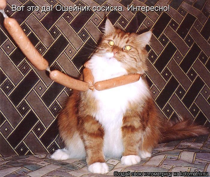 Котоматрица: Вот это да! Ошейник сосиска. Интересно!