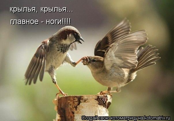крылья, крылья... главное - ноги!!!!... Котоматрица: крылья, крылья... главное - ноги!!!!