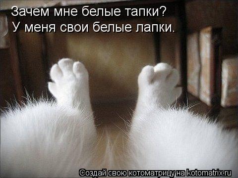 Зачем мне белые тапки? У меня свои белые лапки.... Котоматрица: Зачем мне белые тапки? У меня свои белые лапки.