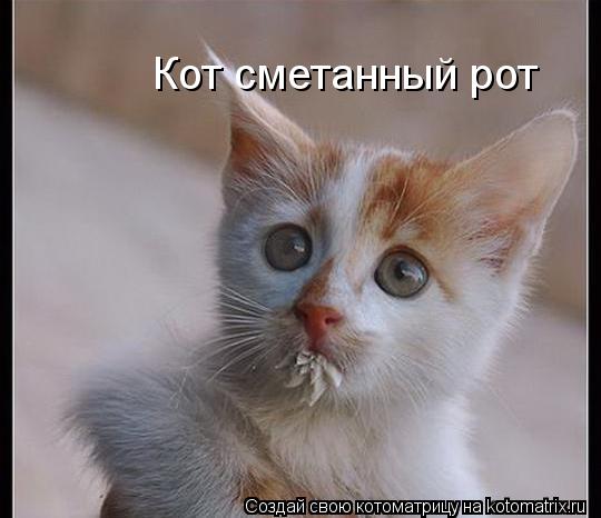 Кот сметанный рот... Котоматрица: Кот сметанный рот