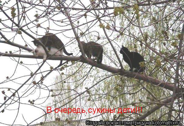 В очередь,сукины дети!!!... Котоматрица: В очередь,сукины дети!!!