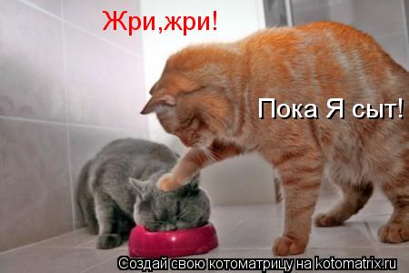 Жри,жри! Пока Я сыт!... Котоматрица: Жри,жри! Пока Я сыт!