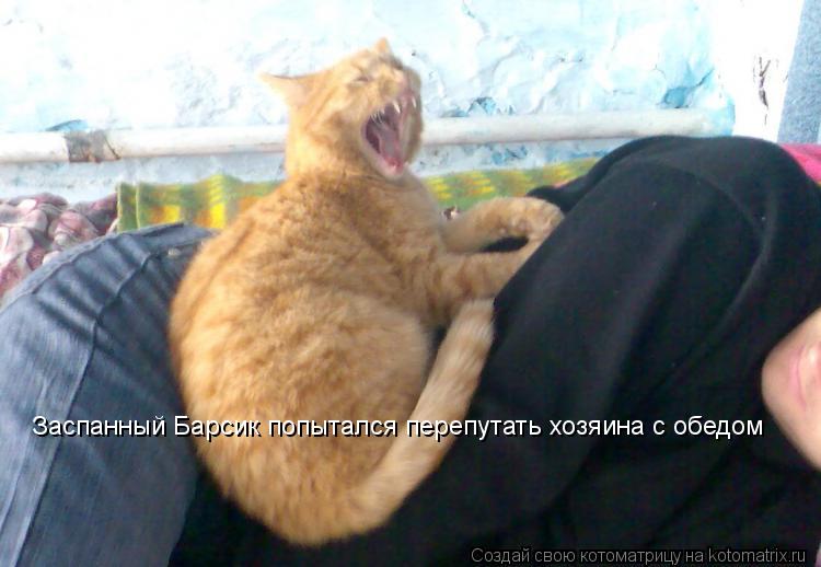 Заспанный Барсик попытался перепутать хозяина с обедом... Котоматрица: Заспанный Барсик попытался перепутать хозяина с обедом