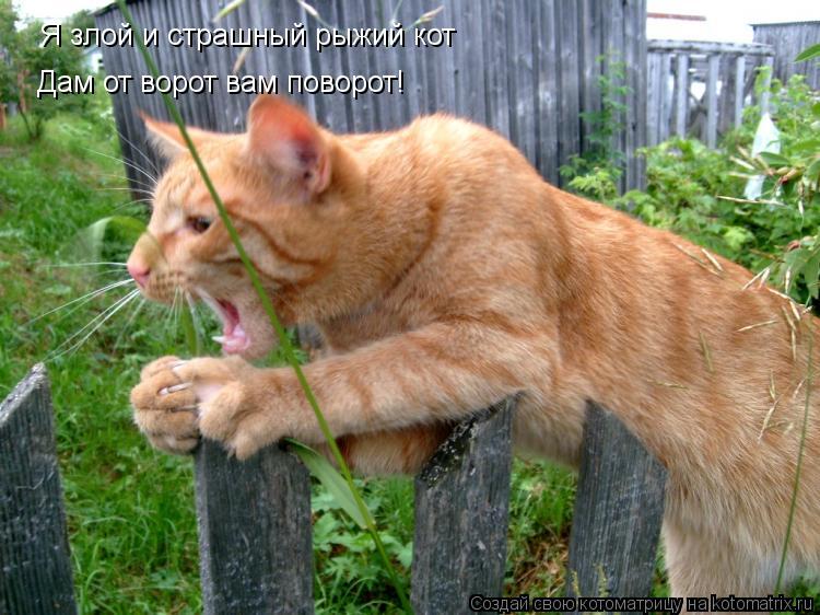 Я злой и страшный рыжий кот Дам от ворот вам поворот!... Котоматрица: Я злой и страшный рыжий кот Дам от ворот вам поворот!