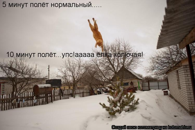 5 минут полёт нормальный..... 10 минут полёт...упс!ааааа ёлка колючая!... Котоматрица: 5 минут полёт нормальный..... 10 минут полёт...упс!ааааа ёлка колючая!