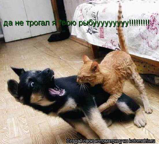 да не трогал я твою рыбууууууууу!!!!!!!!!... Котоматрица: да не трогал я твою рыбууууууууу!!!!!!!!!