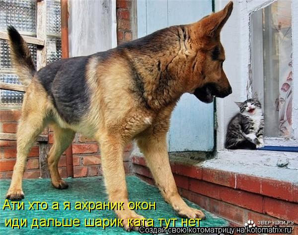 иди дальше шарик ката тут нет Ати хто а я ахраник окон... Котоматрица: иди дальше шарик ката тут нет Ати хто а я ахраник окон