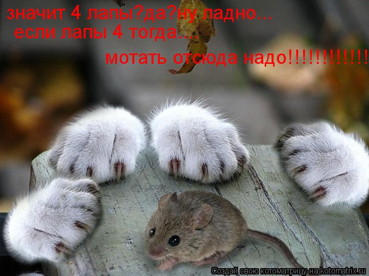 значит 4 лапы?да?ну ладно... если лапы 4 тогда.... мотать отсюда надо!!!!!!!!!!!!!... Котоматрица: значит 4 лапы?да?ну ладно... если лапы 4 тогда.... мотать отсюда надо!!!!!!!!!!!!!