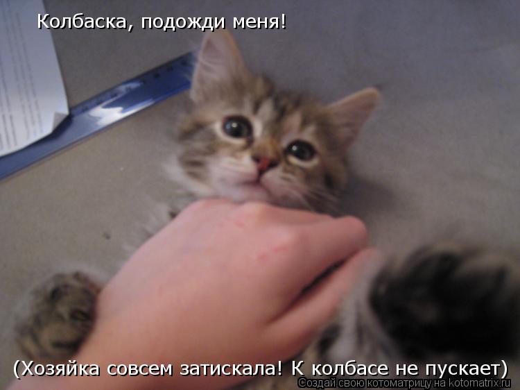 Колбаска, подожди меня! (Хозяйка совсем затискала! К колбасе не пускает)... Котоматрица: Колбаска, подожди меня! (Хозяйка совсем затискала! К колбасе не пускает)
