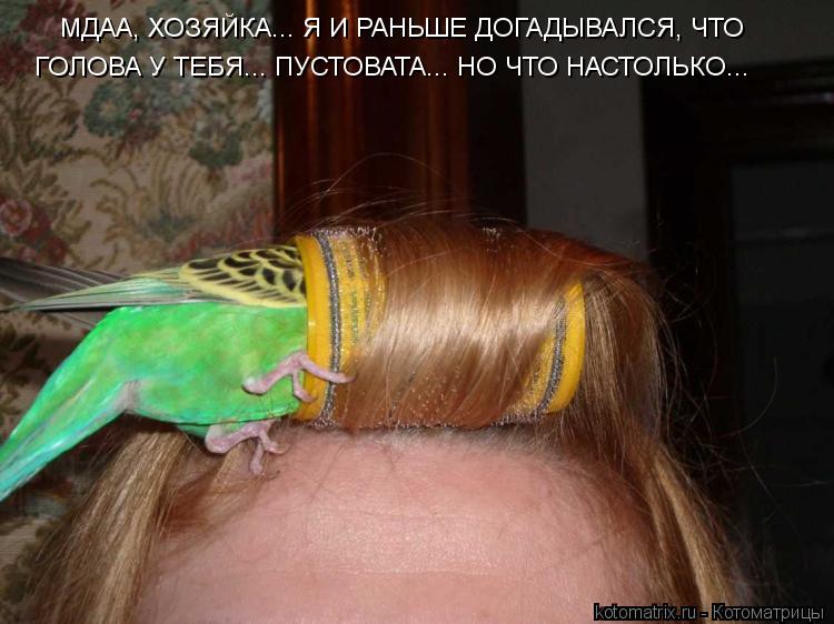 МДАА, ХОЗЯЙКА... Я И РАНЬШЕ ДОГАДЫВАЛСЯ, ЧТО ГОЛОВА У ТЕБЯ... ПУСТОВАТА... НО ЧТО НАСТОЛЬКО...... Котоматрица: МДАА, ХОЗЯЙКА... Я И РАНЬШЕ ДОГАДЫВАЛСЯ, ЧТО ГОЛОВА У ТЕБЯ... ПУСТОВАТА... НО ЧТО НАСТОЛЬКО...