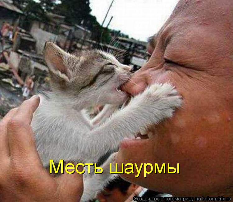 Месть шаурмы... Котоматрица: Месть шаурмы