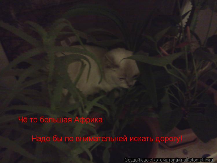Чё то большая Африка Надо бы по внимательней искать дорогу!... Котоматрица: Чё то большая Африка Надо бы по внимательней искать дорогу!