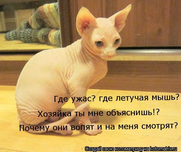 Где ужас? где летучая мышь? Хозяйка ты мне объяснишь!? Почему они вопят и на меня смотрят?... Котоматрица: Где ужас? где летучая мышь? Хозяйка ты мне объяснишь!? Почему они вопят и на меня смотрят?