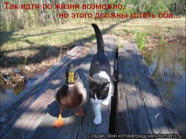 Так идти по жизни возможно, но этого должны хотеть оба...... Котоматрица: Так идти по жизни возможно, но этого должны хотеть оба...