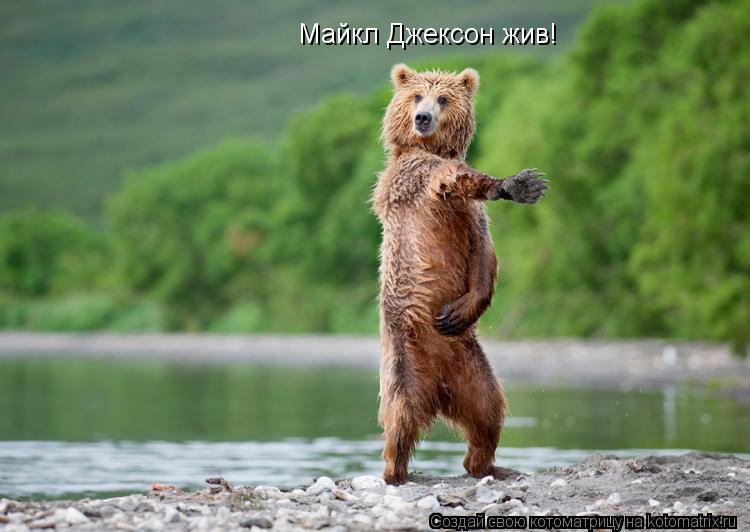 Майкл Джексон жив!... Котоматрица: Майкл Джексон жив!