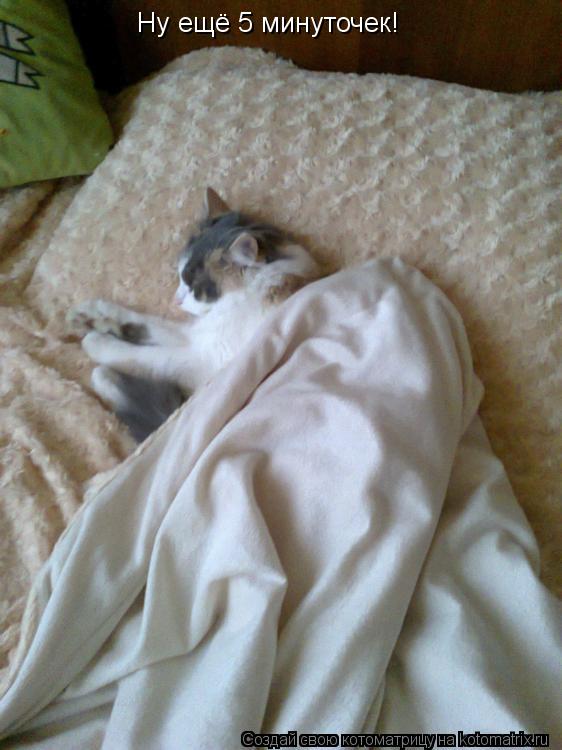 Ну ещё 5 минуточек!... Котоматрица: Ну ещё 5 минуточек!