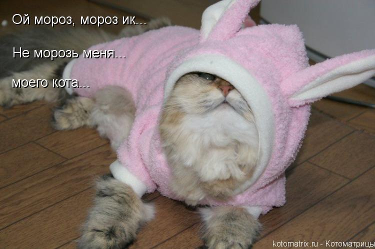 Ой мороз, мороз ик... Не морозь меня... моего кота...... Котоматрица: Ой мороз, мороз ик... Не морозь меня... моего кота...