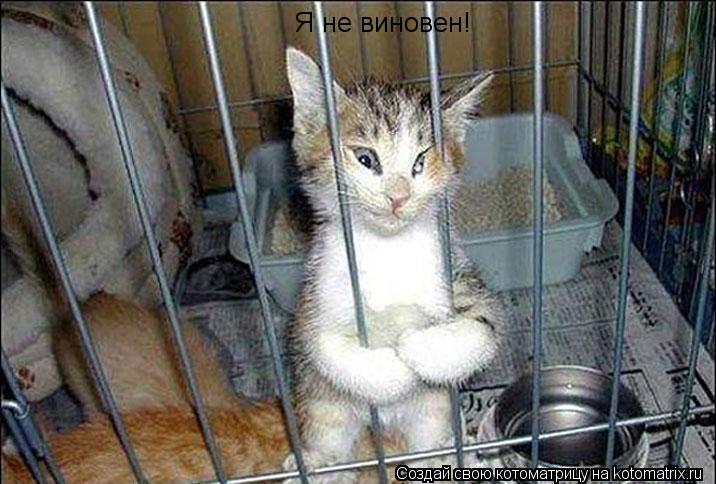 Я не виновен!... Котоматрица: Я не виновен!