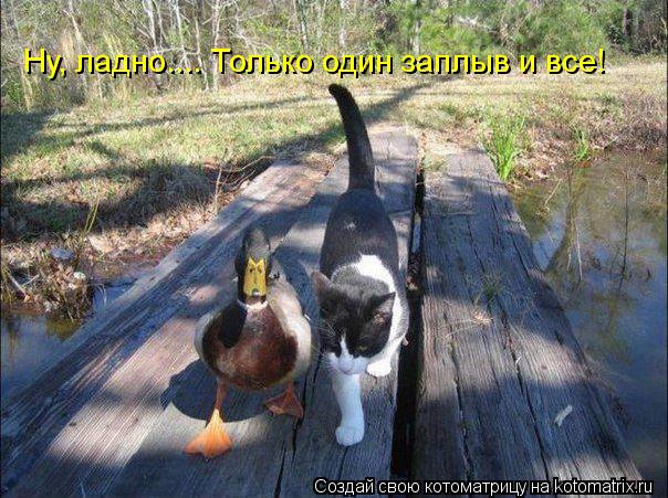 Ну, ладно.... Только один заплыв и все!... Котоматрица: Ну, ладно.... Только один заплыв и все!