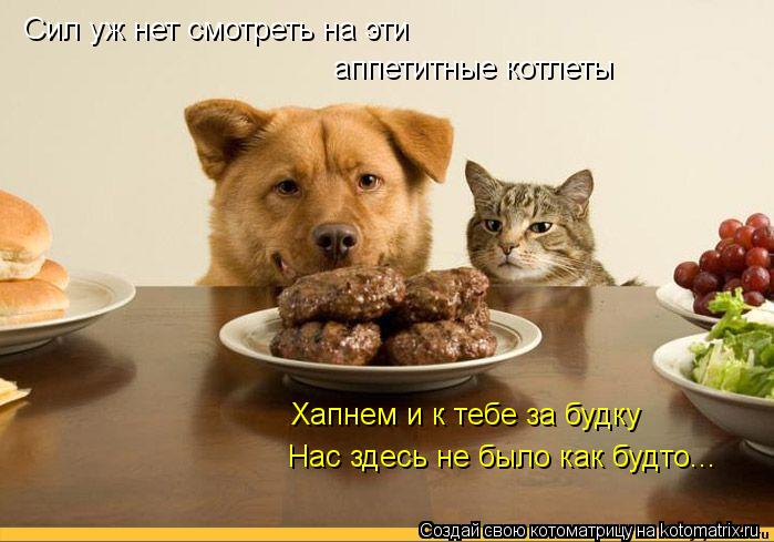 Сил уж нет смотреть на эти аппетитные котлеты Хапнем и к тебе за будку Нас здесь не было как будто..... Котоматрица: Сил уж нет смотреть на эти аппетитные котлеты Хапнем и к тебе за будку Нас здесь не было как будто...