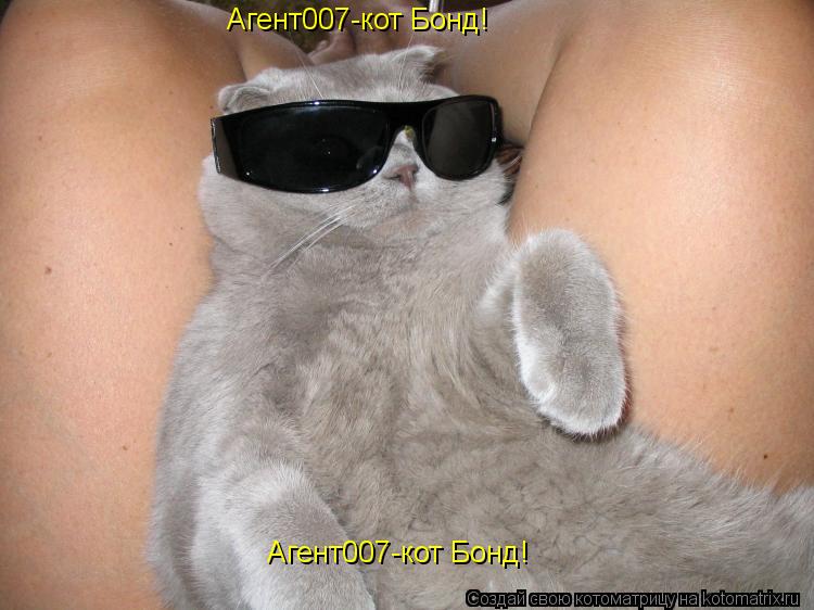 Агент007-кот Бонд! Агент007-кот Бонд!... Котоматрица: Агент007-кот Бонд! Агент007-кот Бонд!