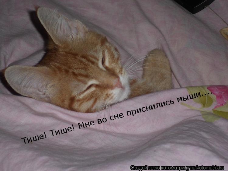 Тише! Тише! Мне во сне приснились мыши....... Котоматрица: Тише! Тише! Мне во сне приснились мыши....