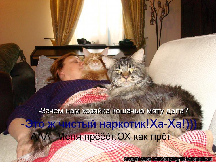 -Зачем нам хозяйка кошачью мяту дала? -Это ж чистый наркотик!Ха-Ха!))) ААА- Меня прёёёт.ОХ как прёт!... Котоматрица: -Зачем нам хозяйка кошачью мяту дала? -Это ж чистый наркотик!Ха-Ха!))) ААА- Меня прёёёт.ОХ как прёт!