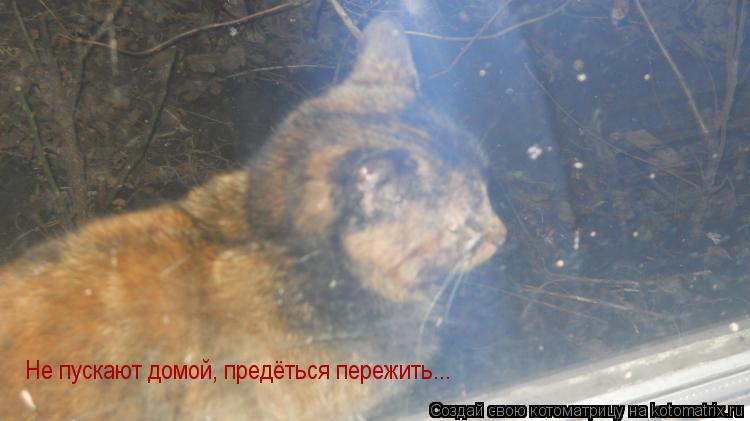 Не пускают домой, предёться пережить...... Котоматрица: Не пускают домой, предёться пережить...
