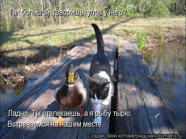 Ладно. Ты отвлекаешь, а я рыбу тырю. Встречаемся на нашем месте. Так большой, говоришь, улов у него?... Котоматрица: Ладно. Ты отвлекаешь, а я рыбу тырю. Встречаемся на нашем месте. Так большой, говоришь, улов у него?