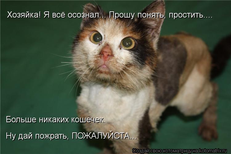 Хозяйка! Я всё осознал... Прошу понять, простить.... Больше никаких кошечек. Ну дай пожрать, ПОЖАЛУЙС... Котоматрица: Хозяйка! Я всё осознал... Прошу понять, простить.... Больше никаких кошечек. Ну дай пожрать, ПОЖАЛУЙСТА...