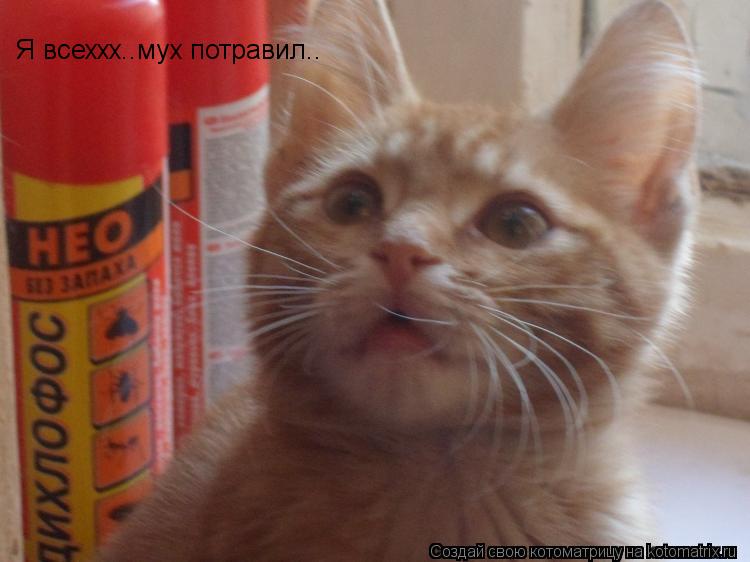 Я всеххх..мух потравил.. Я всеххх..мух потравил..... Котоматрица: Я всеххх..мух потравил.. Я всеххх..мух потравил..