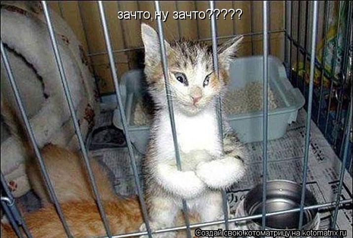 зачто,ну зачто?????... Котоматрица: зачто,ну зачто?????