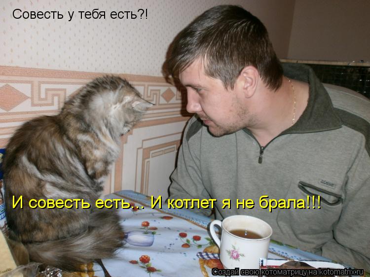 Совесть у тебя есть?! И совесть есть... И котлет я не брала!!!... Котоматрица: Совесть у тебя есть?! И совесть есть... И котлет я не брала!!!