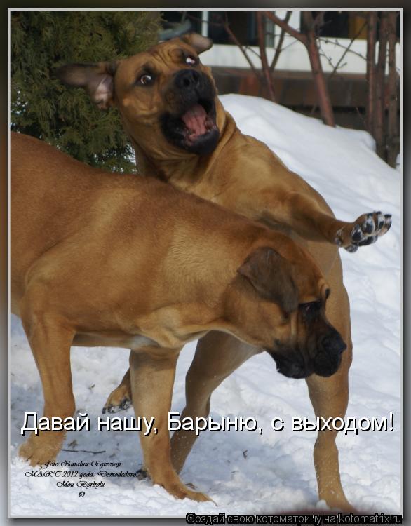 Давай нашу, Барыню, с выходом!... Котоматрица: Давай нашу, Барыню, с выходом!
