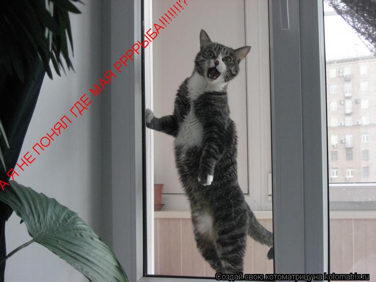 А Я НЕ ПОНЯЛ ГДЕ МАЯ РРРРЫБА!!!!!!!????????... Котоматрица: А Я НЕ ПОНЯЛ ГДЕ МАЯ РРРРЫБА!!!!!!!????????