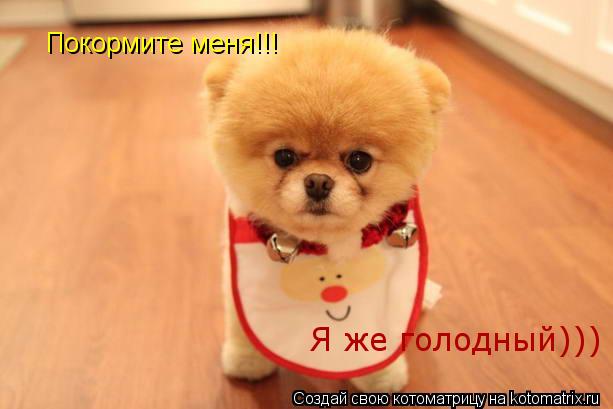 Покормите меня!!! Я же голодный)))... Котоматрица: Покормите меня!!! Я же голодный)))