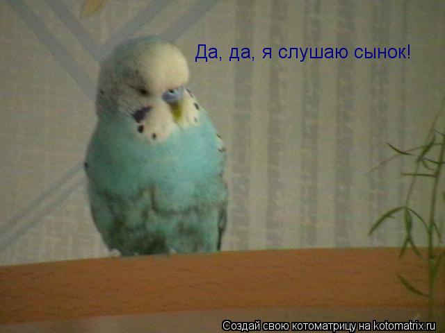 Да, да, я слушаю сынок!... Котоматрица: Да, да, я слушаю сынок!