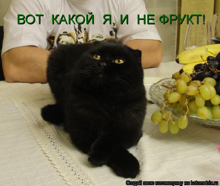 ВОТ КАКОЙ Я, И НЕ ФРУКТ!... Котоматрица: ВОТ КАКОЙ Я, И НЕ ФРУКТ!