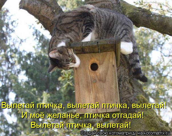 Вылетай птичка, вылетай! И моё желанье, птичка отгадай! Вылетай птичка, вылетай птичка, вылетай!... Котоматрица: Вылетай птичка, вылетай! И моё желанье, птичка отгадай! Вылетай птичка, вылетай птичка, вылетай!