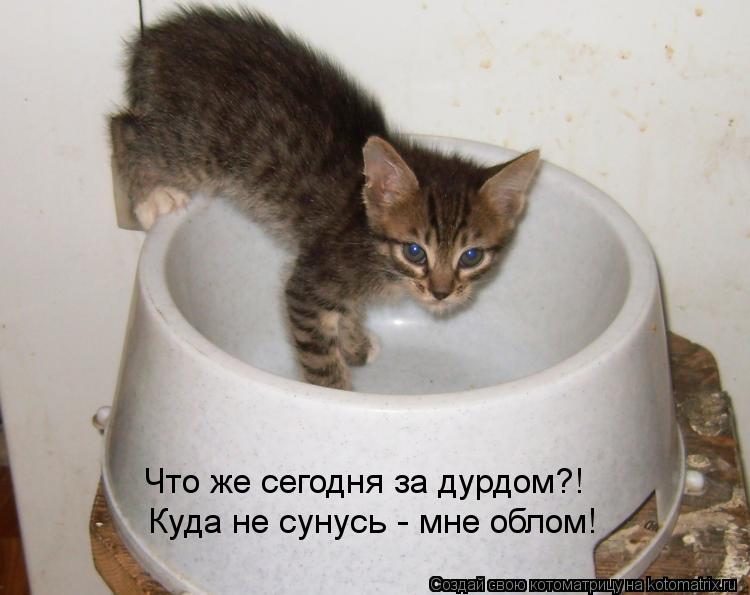 Котоматрица: Что же сегодня за дурдом?! Куда не сунусь - мне облом!