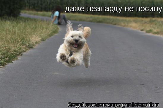 даже леапарду не посилу... Котоматрица: даже леапарду не посилу