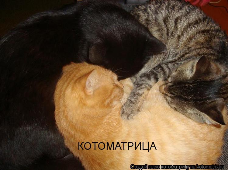КОТОМАТРИЦА... Котоматрица: КОТОМАТРИЦА